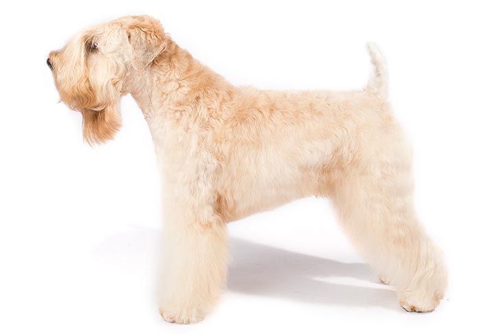 Wheaten terrier after a full groom