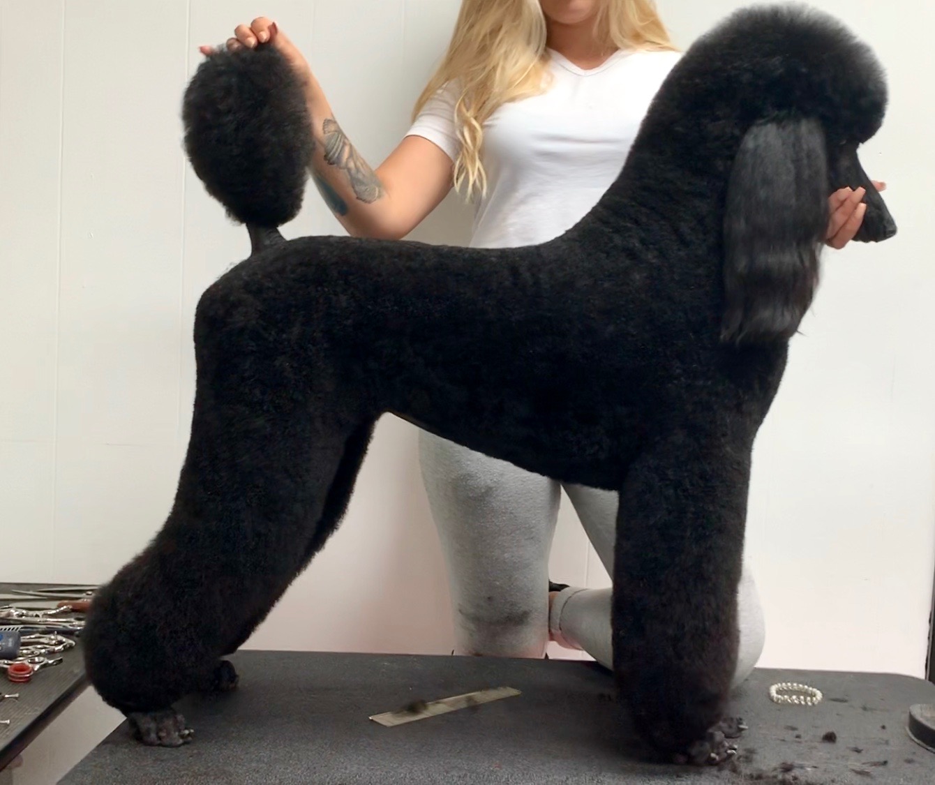 Black poodle in a fresh pet trim