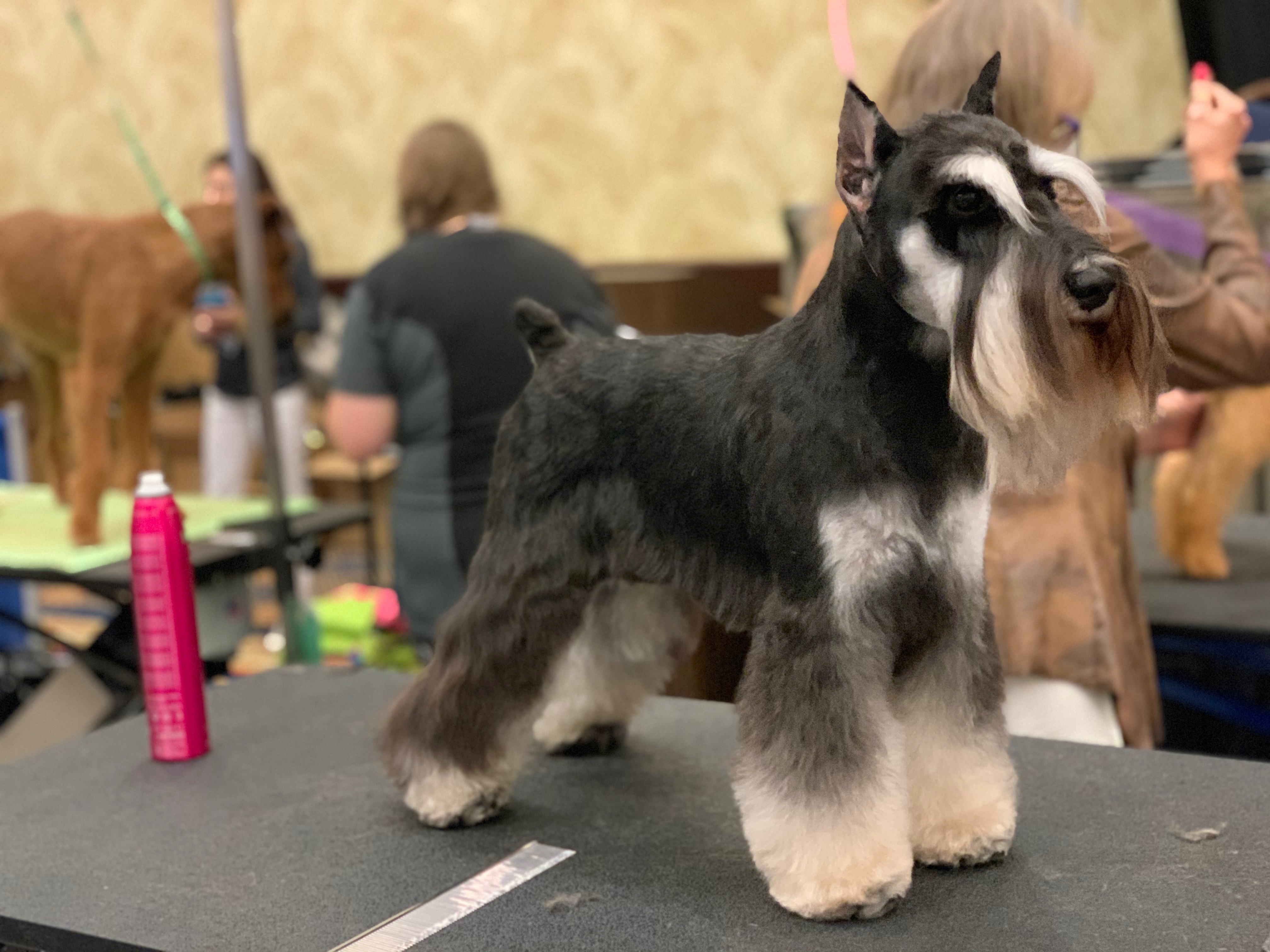 Schnauzer in a crisp breed-standard trim