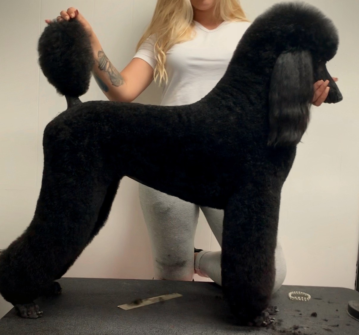 Black standard poodle in a fresh pet trim on a dark gold-lit backdrop